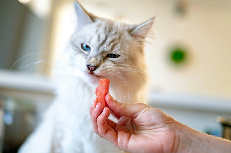 Does Your Cat Need Fiber? What the Research Actually Shows