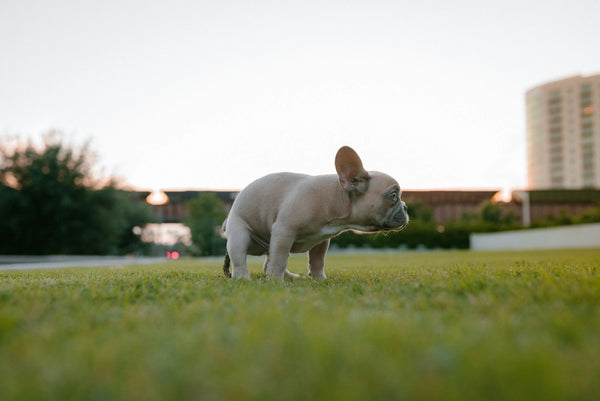 Dog Poop Guide: Healthy vs. Unhealthy Stool & Gut Health Solutions