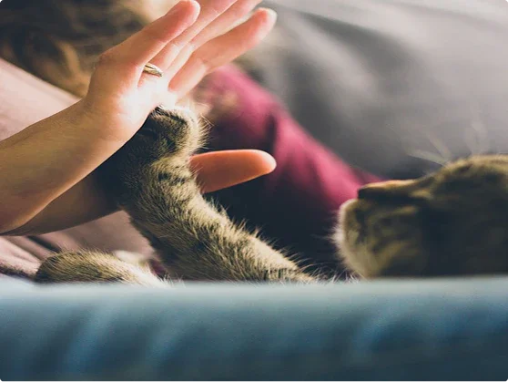 How Genetics Influence Your Pet’s Metabolism