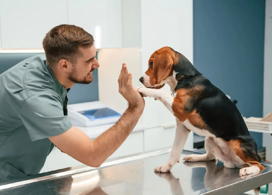 Man in a veterinary clinic giving a high-five to a dog on an examination table.