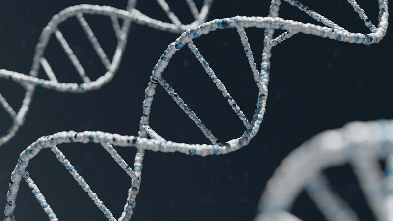 Best Dog DNA Test Comparison: How Accurate Are Dog DNA Tests Really?