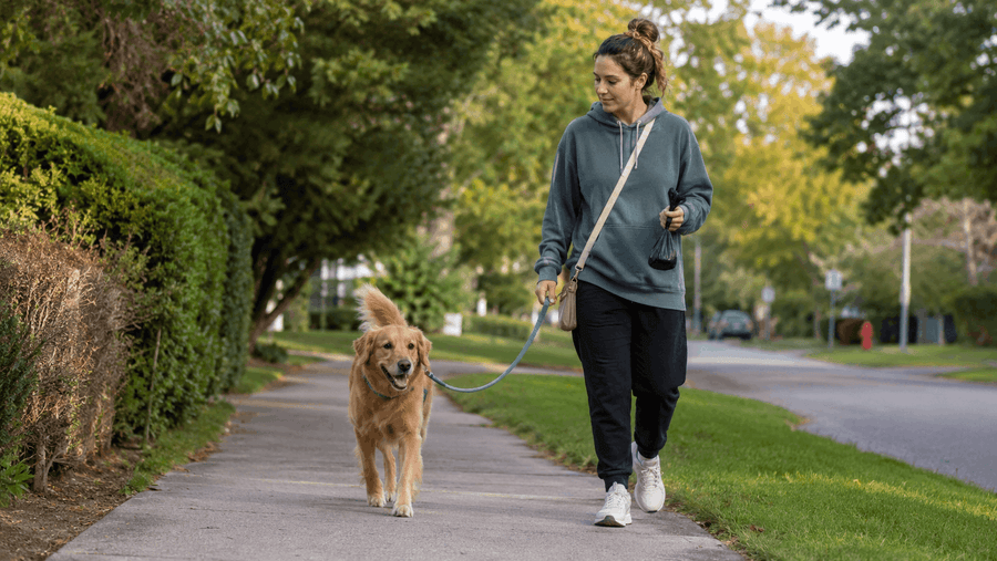 My Dog Has Loose Stool but Is Acting Normal: What Should I Do?