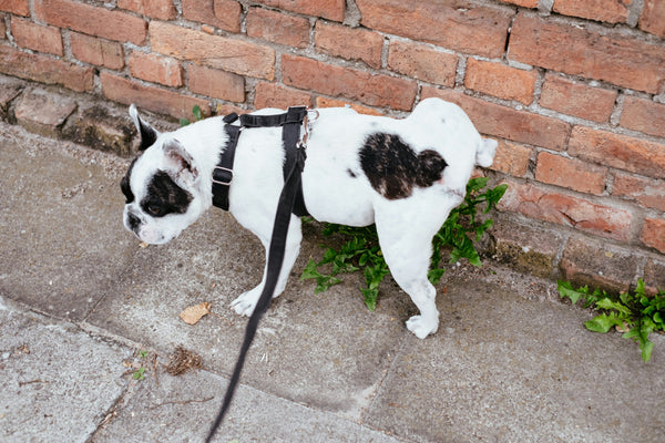 The Dog Poop Guide: What Color, Shape, and Texture Actually Mean
