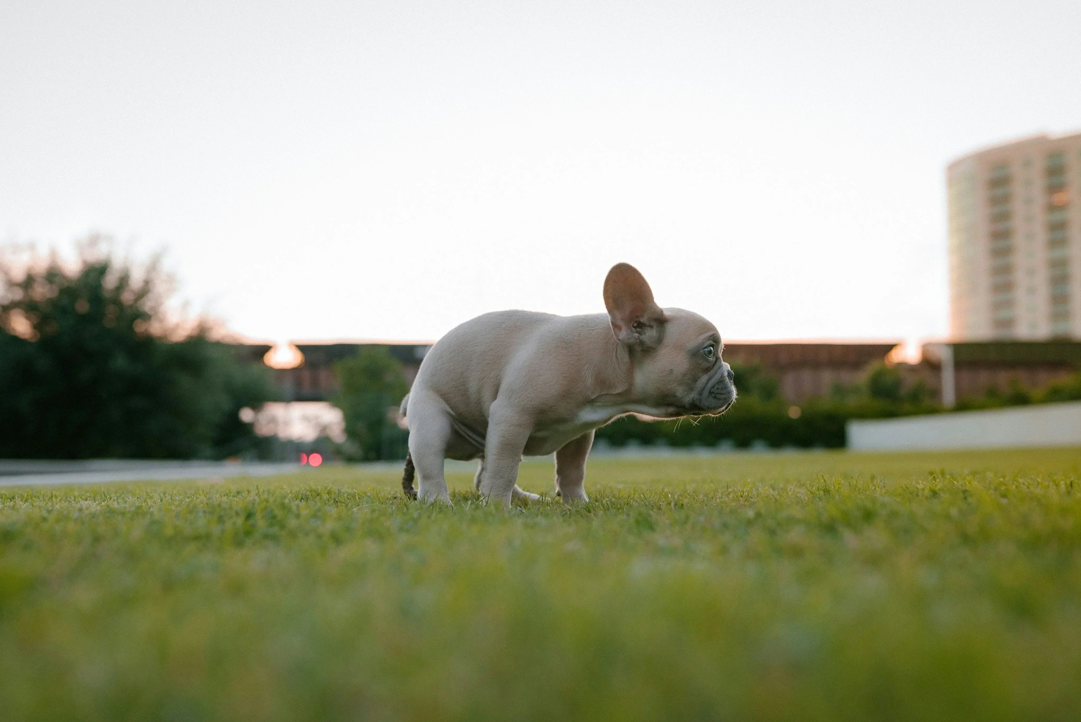 Dog Poop Guide: Causes, Colors & Gut Health Solutions | Pawomics