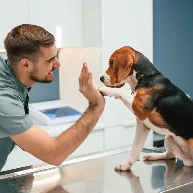 Why Is Gut Health Important for Dogs?