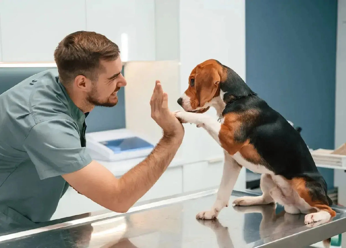 Why Is Gut Health Important for Dogs?