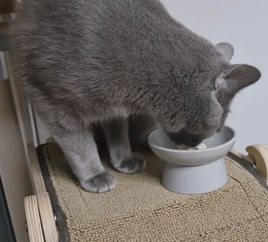 Cat eating food with Pawomics probiotics