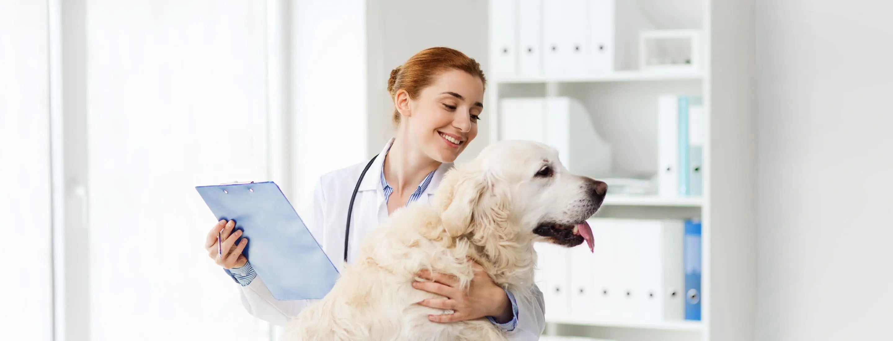 Veterinarian with a dog in a clinic setting