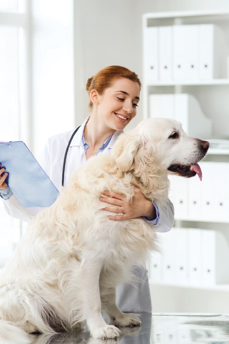 Veterinarian with a dog in a clinic setting