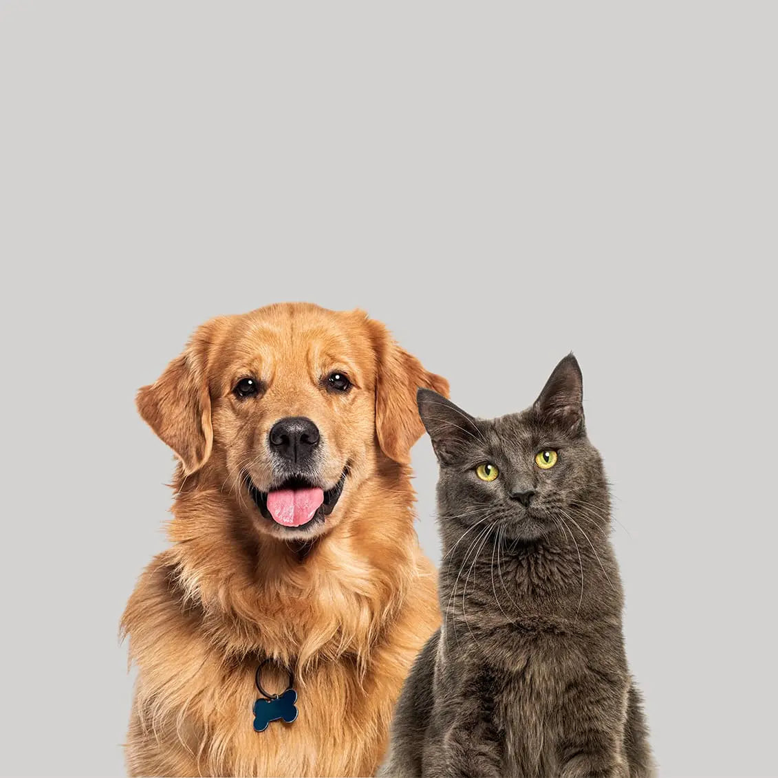 Dog and cat standing side by side against a gray background