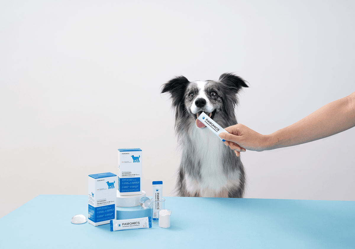 Dog enjoying everyday digestive wellness support