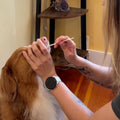 Milo, 4-year-old Golden Retriever